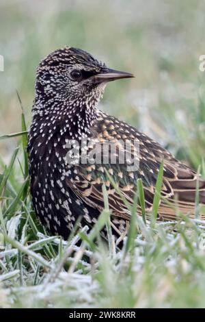 Star Sturnus vulgaris im Winter, im frostigen Gras sitzend, dreht sich um, blickt zurück, schaut zum Rets des Starenschwarmes, heimische Vogelwelt,Tierwelt, Wildtiere, Europa. *** Gemeiner Starling Sturnus vulgaris im Winter, sitzend im Gras auf dem Boden, drehend, beobachten, Wildtiere, Europa. Nordrhein-Westfalen Deutschland, Westeuropa Stockfoto