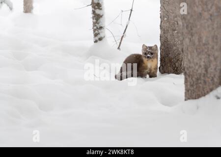 Baummarder Martes americana im Winter, sitzt im Wald zwischen Bäumen im hohen Schnee. *** Pine Marten Martes americana im Winter, sitzend auf dem Boden eines Waldes in tiefem Schnee, Yellowstone NP, USA. Wyoming Nordamerika, Vereinigte Staaten von Amerika Stockfoto