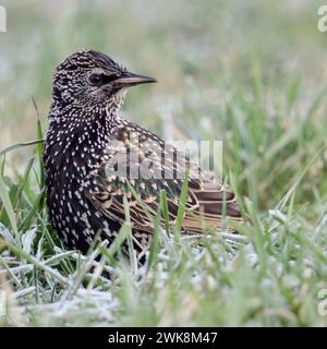 Star Sturnus vulgaris im Winter, im frostigen Gras sitzend, dreht sich um, blickt zurück, schaut zum Rets des Starenschwarmes, heimische Vogelwelt,Tierwelt, Wildtiere, Europa. *** Gemeiner Starling Sturnus vulgaris im Winter, sitzend im Gras auf dem Boden, drehend, beobachten, Wildtiere, Europa. Nordrhein-Westfalen Deutschland, Westeuropa Stockfoto