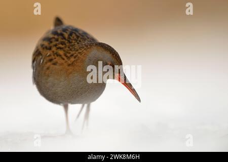 Wasserralle Rallus aquaticus im frostigen, harten Winter, Standvogel, kein Zugvogel, im Schnee auf Nahrungssuche, wege Lebensraumverlust stark bedrohte, gefährdete Tierart, scheu, heimlich lebend, heimische Vogelwelt, Wildtiere, Europa. *** Wasserbahn / Wasserralle Rallus aquaticus im Winter, Daueraufenthalt, Nahrungssuche, bedroht, gefährdet, Tierwelt, Europa. Deutschland, Europa Stockfoto