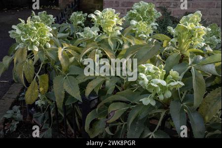 Attraktive grüne Blüten des korsischen Hellebarres oder Argumentfolius „Silberspitze“ blühend mit einem Hintergrund von Blättern im Spätwinter und frühen Frühling, Sp Stockfoto