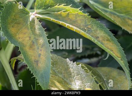 Grün-gelbe Blätter des korsischen Hellebarres oder Argtifolius (Silberspitze). Platz für Text, selektiver Fokus. Stockfoto