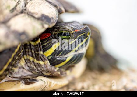 Kopf einer rothörrigen Terrapin, Trachemys scripta elegans Stockfoto