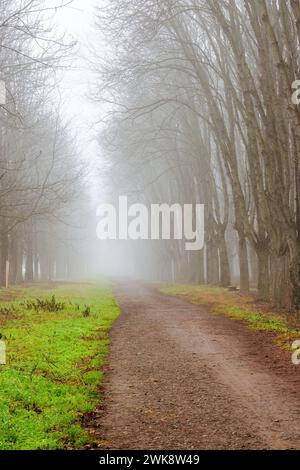 Schotterpfad durch den Park an einem nebeligen Tag. Frühjahrs- oder schneefreie Winterumgebung. Angst- und Unsicherheitskonzept Stockfoto