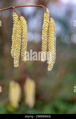 Nahaufnahme der männlichen Hazel-Infloreszenz Catkins, Corylus avellana, selektiver Fokus, im Frühjahr mit diffusem Bokeh-Hintergrund Stockfoto