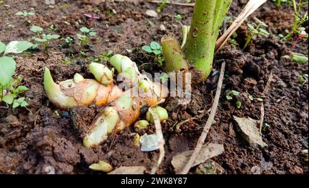 Kurkuma-Baum und ein kleiner sichtbarer Stamm auf dem Boden, frisches Kurkuma Foto Stockfoto