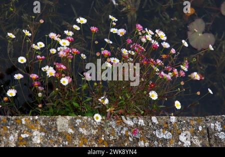 Nahaufnahme der Gänseblümchen-ähnlichen weißen und rosa Blüten der niedrig wachsenden, harten, mehrjährigen Gartenpflanze Erigeron karvinskianus. Stockfoto