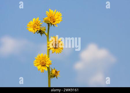 Die vielen gelben Gänseblümchen einer einzigen Kompasspflanze reichen bis in den blauen Himmel. Stockfoto