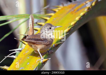 Südliches Haus Wren (Troglodytes musculus), isoliert, auf einer Ölpalme Stockfoto