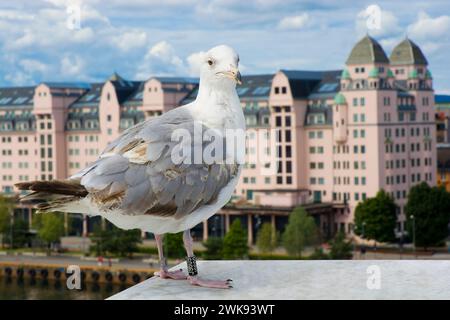 Möwe auf dem Dach der Oper Oslo, Norwegen Stockfoto