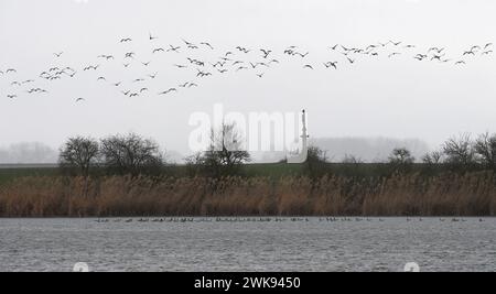 Tovacov, Tschechische Republik. Februar 2024. Ungewöhnlich große Herde von etwa viertausend Weißfrontgänsen und Tundra-Bohnengänsen in Tovacov, Region Prerov, Tschechische Republik, 19. Februar 2024. Das derzeitige warme Wetter hat die Ankunft der ersten Vogelart in Mittelmähren beschleunigt. Quelle: Ludek Perina/CTK Photo/Alamy Live News Stockfoto