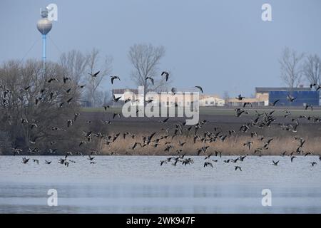 Tovacov, Tschechische Republik. Februar 2024. Ungewöhnlich große Herde von etwa viertausend Weißfrontgänsen und Tundra-Bohnengänsen in Tovacov, Region Prerov, Tschechische Republik, 19. Februar 2024. Das derzeitige warme Wetter hat die Ankunft der ersten Vogelart in Mittelmähren beschleunigt. Quelle: Ludek Perina/CTK Photo/Alamy Live News Stockfoto