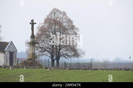 Tovacov, Tschechische Republik. Februar 2024. Ungewöhnlich große Herde von etwa viertausend Weißfrontgänsen und Tundra-Bohnengänsen in Tovacov, Region Prerov, Tschechische Republik, 19. Februar 2024. Das derzeitige warme Wetter hat die Ankunft der ersten Vogelart in Mittelmähren beschleunigt. Quelle: Ludek Perina/CTK Photo/Alamy Live News Stockfoto