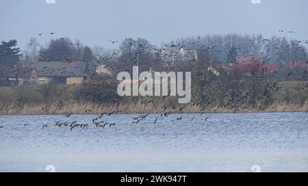 Tovacov, Tschechische Republik. Februar 2024. Ungewöhnlich große Herde von etwa viertausend Weißfrontgänsen und Tundra-Bohnengänsen in Tovacov, Region Prerov, Tschechische Republik, 19. Februar 2024. Das derzeitige warme Wetter hat die Ankunft der ersten Vogelart in Mittelmähren beschleunigt. Quelle: Ludek Perina/CTK Photo/Alamy Live News Stockfoto