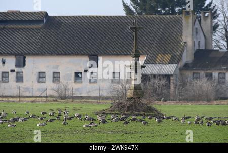 Tovacov, Tschechische Republik. Februar 2024. Ungewöhnlich große Herde von etwa viertausend Weißfrontgänsen und Tundra-Bohnengänsen in Tovacov, Region Prerov, Tschechische Republik, 19. Februar 2024. Das derzeitige warme Wetter hat die Ankunft der ersten Vogelart in Mittelmähren beschleunigt. Quelle: Ludek Perina/CTK Photo/Alamy Live News Stockfoto