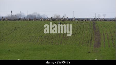 Tovacov, Tschechische Republik. Februar 2024. Ungewöhnlich große Herde von etwa viertausend Weißfrontgänsen und Tundra-Bohnengänsen in Tovacov, Region Prerov, Tschechische Republik, 19. Februar 2024. Das derzeitige warme Wetter hat die Ankunft der ersten Vogelart in Mittelmähren beschleunigt. Quelle: Ludek Perina/CTK Photo/Alamy Live News Stockfoto