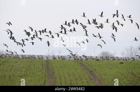 Tovacov, Tschechische Republik. Februar 2024. Ungewöhnlich große Herde von etwa viertausend Weißfrontgänsen und Tundra-Bohnengänsen in Tovacov, Region Prerov, Tschechische Republik, 19. Februar 2024. Das derzeitige warme Wetter hat die Ankunft der ersten Vogelart in Mittelmähren beschleunigt. Quelle: Ludek Perina/CTK Photo/Alamy Live News Stockfoto