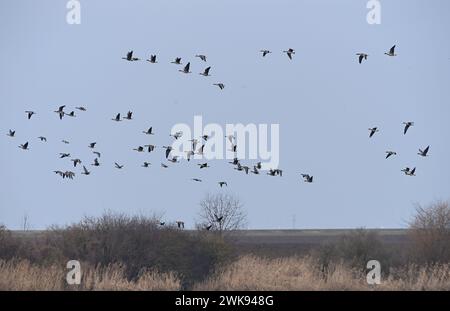 Tovacov, Tschechische Republik. Februar 2024. Ungewöhnlich große Herde von etwa viertausend Weißfrontgänsen und Tundra-Bohnengänsen in Tovacov, Region Prerov, Tschechische Republik, 19. Februar 2024. Das derzeitige warme Wetter hat die Ankunft der ersten Vogelart in Mittelmähren beschleunigt. Quelle: Ludek Perina/CTK Photo/Alamy Live News Stockfoto