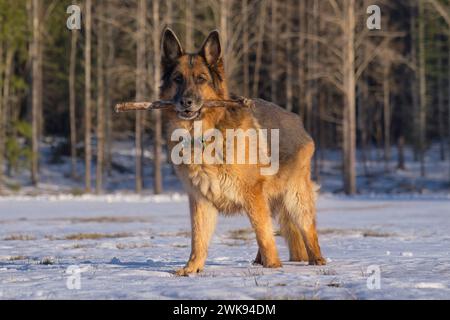 Ein Schäferhund, der im Schnee steht und einen Stock hält. Stockfoto