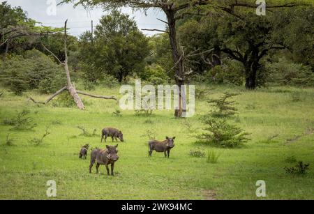 Eine Familiengruppe gemeiner Warzenschweine (phacochoerus africanus) im Nyerere-Nationalpark (Selous Game Reserve) im Süden Tansanias. Stockfoto