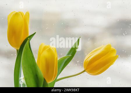 Wunderschöne gelbe Tulpen am Fenster mit Regentropfen, die draußen auf den schmelzenden Schnee im Winter blicken und auf den Frühling warten Stockfoto