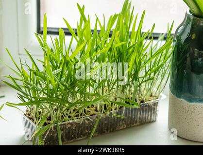 Grünes Katzengras wächst in einer Plastikvase auf einer Fensterbank Stockfoto