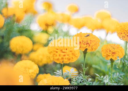 Gelbe Blüten mit einer Biene, die Pollen isst, APIs mellifera. Stockfoto