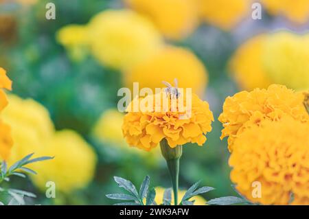 Gelbe Blüten mit einer Biene, die Pollen isst, APIs mellifera. Stockfoto