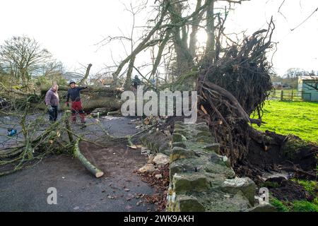 Die A417 (A435) in Cirencester ist komplett blockiert und kauft einen gefallenen Baum, der bei starken Winden vom Sturm Pia heruntergeworfen wurde. Ein kleiner Vauxhall-Wagen wurde unter den äußeren Ästen des Baumes gefangen, die Insassen sollen in Ordnung sein. Stockfoto
