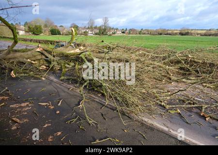 Die A417 (A435) in Cirencester ist komplett blockiert und kauft einen gefallenen Baum, der bei starken Winden vom Sturm Pia heruntergeworfen wurde. Ein kleiner Vauxhall-Wagen wurde unter den äußeren Ästen des Baumes gefangen, die Insassen sollen in Ordnung sein. Stockfoto