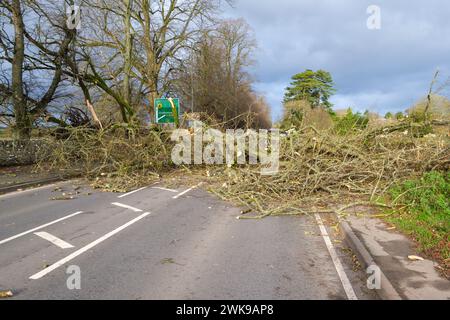 Die A417 (A435) in Cirencester ist komplett blockiert und kauft einen gefallenen Baum, der bei starken Winden vom Sturm Pia heruntergeworfen wurde. Ein kleiner Vauxhall-Wagen wurde unter den äußeren Ästen des Baumes gefangen, die Insassen sollen in Ordnung sein. Stockfoto