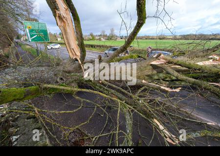 Die A417 (A435) in Cirencester ist komplett blockiert und kauft einen gefallenen Baum, der bei starken Winden vom Sturm Pia heruntergeworfen wurde. Ein kleiner Vauxhall-Wagen wurde unter den äußeren Ästen des Baumes gefangen, die Insassen sollen in Ordnung sein. Stockfoto