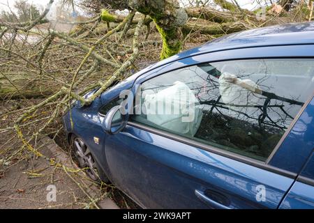 Die A417 (A435) in Cirencester ist komplett blockiert und kauft einen gefallenen Baum, der bei starken Winden vom Sturm Pia heruntergeworfen wurde. Ein kleiner Vauxhall-Wagen wurde unter den äußeren Ästen des Baumes gefangen, die Insassen sollen in Ordnung sein. Stockfoto