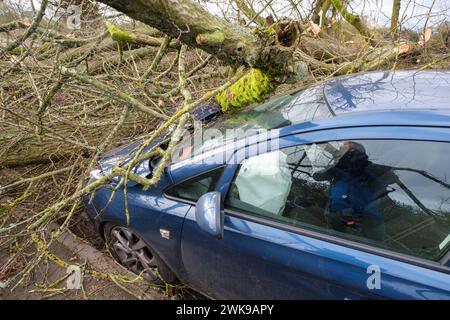 Die A417 (A435) in Cirencester ist komplett blockiert und kauft einen gefallenen Baum, der bei starken Winden vom Sturm Pia heruntergeworfen wurde. Ein kleiner Vauxhall-Wagen wurde unter den äußeren Ästen des Baumes gefangen, die Insassen sollen in Ordnung sein. Stockfoto