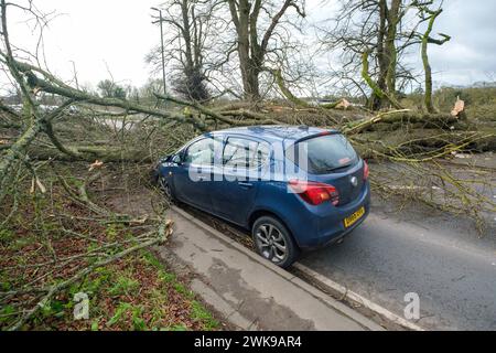 Die A417 (A435) in Cirencester ist komplett blockiert und kauft einen gefallenen Baum, der bei starken Winden vom Sturm Pia heruntergeworfen wurde. Ein kleiner Vauxhall-Wagen wurde unter den äußeren Ästen des Baumes gefangen, die Insassen sollen in Ordnung sein. Stockfoto