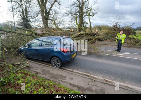 Die A417 (A435) in Cirencester ist komplett blockiert und kauft einen gefallenen Baum, der bei starken Winden vom Sturm Pia heruntergeworfen wurde. Ein kleiner Vauxhall-Wagen wurde unter den äußeren Ästen des Baumes gefangen, die Insassen sollen in Ordnung sein. Stockfoto
