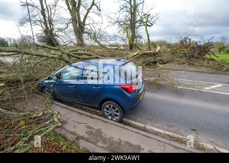 Die A417 (A435) in Cirencester ist komplett blockiert und kauft einen gefallenen Baum, der bei starken Winden vom Sturm Pia heruntergeworfen wurde. Ein kleiner Vauxhall-Wagen wurde unter den äußeren Ästen des Baumes gefangen, die Insassen sollen in Ordnung sein. Stockfoto