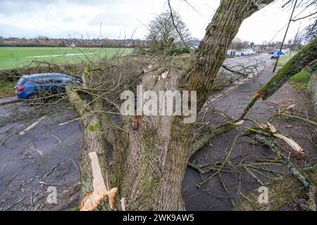 Die A417 (A435) in Cirencester ist komplett blockiert und kauft einen gefallenen Baum, der bei starken Winden vom Sturm Pia heruntergeworfen wurde. Ein kleiner Vauxhall-Wagen wurde unter den äußeren Ästen des Baumes gefangen, die Insassen sollen in Ordnung sein. Stockfoto