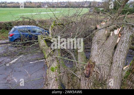 Die A417 (A435) in Cirencester ist komplett blockiert und kauft einen gefallenen Baum, der bei starken Winden vom Sturm Pia heruntergeworfen wurde. Ein kleiner Vauxhall-Wagen wurde unter den äußeren Ästen des Baumes gefangen, die Insassen sollen in Ordnung sein. Stockfoto