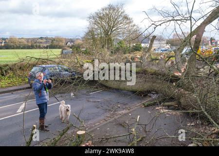 Die A417 (A435) in Cirencester ist komplett blockiert und kauft einen gefallenen Baum, der bei starken Winden vom Sturm Pia heruntergeworfen wurde. Ein kleiner Vauxhall-Wagen wurde unter den äußeren Ästen des Baumes gefangen, die Insassen sollen in Ordnung sein. Stockfoto