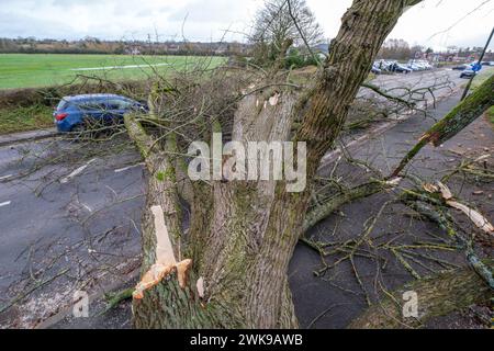 Die A417 (A435) in Cirencester ist komplett blockiert und kauft einen gefallenen Baum, der bei starken Winden vom Sturm Pia heruntergeworfen wurde. Ein kleiner Vauxhall-Wagen wurde unter den äußeren Ästen des Baumes gefangen, die Insassen sollen in Ordnung sein. Stockfoto