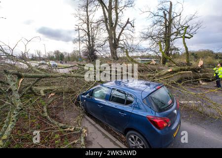 Die A417 (A435) in Cirencester ist komplett blockiert und kauft einen gefallenen Baum, der bei starken Winden vom Sturm Pia heruntergeworfen wurde. Ein kleiner Vauxhall-Wagen wurde unter den äußeren Ästen des Baumes gefangen, die Insassen sollen in Ordnung sein. Stockfoto