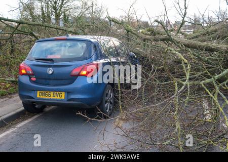 Die A417 (A435) in Cirencester ist komplett blockiert und kauft einen gefallenen Baum, der bei starken Winden vom Sturm Pia heruntergeworfen wurde. Ein kleiner Vauxhall-Wagen wurde unter den äußeren Ästen des Baumes gefangen, die Insassen sollen in Ordnung sein. Stockfoto