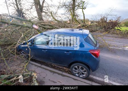 Die A417 (A435) in Cirencester ist komplett blockiert und kauft einen gefallenen Baum, der bei starken Winden vom Sturm Pia heruntergeworfen wurde. Ein kleiner Vauxhall-Wagen wurde unter den äußeren Ästen des Baumes gefangen, die Insassen sollen in Ordnung sein. Stockfoto