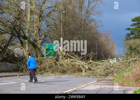 Die A417 (A435) in Cirencester ist komplett blockiert und kauft einen gefallenen Baum, der bei starken Winden vom Sturm Pia heruntergeworfen wurde. Ein kleiner Vauxhall-Wagen wurde unter den äußeren Ästen des Baumes gefangen, die Insassen sollen in Ordnung sein. Stockfoto