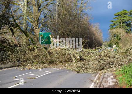 Die A417 (A435) in Cirencester ist komplett blockiert und kauft einen gefallenen Baum, der bei starken Winden vom Sturm Pia heruntergeworfen wurde. Ein kleiner Vauxhall-Wagen wurde unter den äußeren Ästen des Baumes gefangen, die Insassen sollen in Ordnung sein. Stockfoto