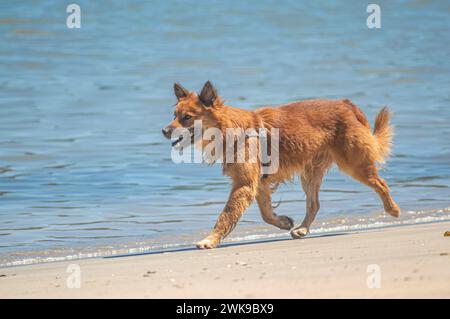 Amararelo Hund ist bekannt als Karamellwanderung am Strand mit Ozean im Hintergrund und Touristen genießen einen sonnigen Tag. Stockfoto