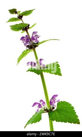 Rote Totnessel auf hellem Hintergrund. Lamium purpureum, bekannt als rote oder violette Brennnessel. Isoliert. Wilde Frühlingsblumen. Stockfoto