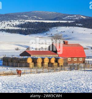 Pferd und eine Holzscheune mit rotem Dach im Schneeschuhbach Tal im Winter bei avon, montana Stockfoto