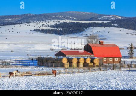 Pferde und eine Holzscheune mit rotem Dach im Schneeschuhbach Tal im Winter bei avon, montana Stockfoto